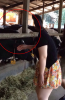 cow.png